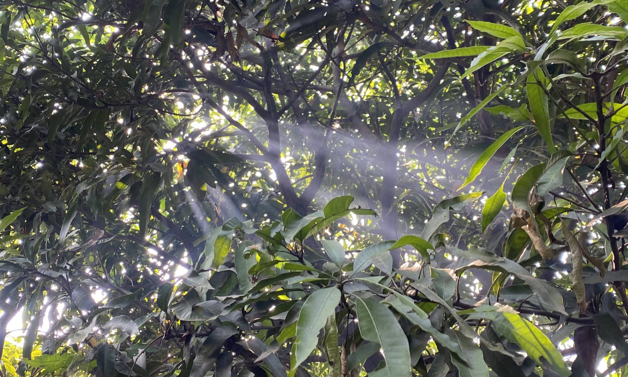 Sunlight streaming through green leaves